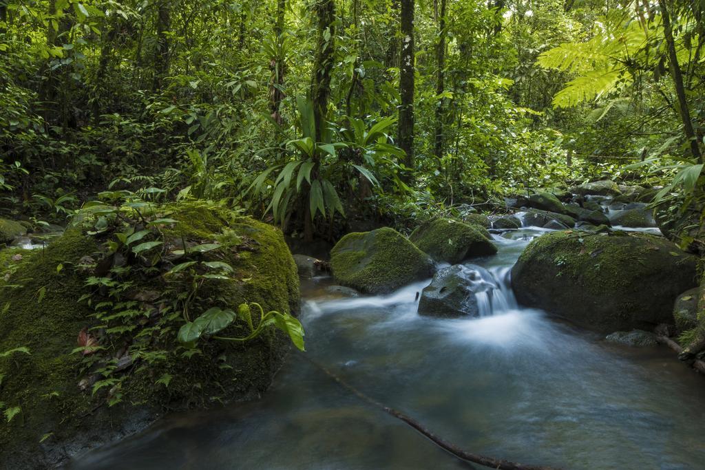 La Tigra Rainforest Lodge La Fortuna Εξωτερικό φωτογραφία